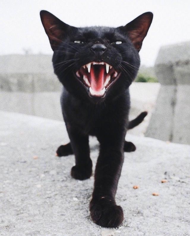 流浪猫被好心人喂食却露出这表情网友这么凶怪不得没人要