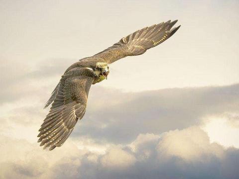 逆风飞翔：锂电企业不屈不折的“造车梦”