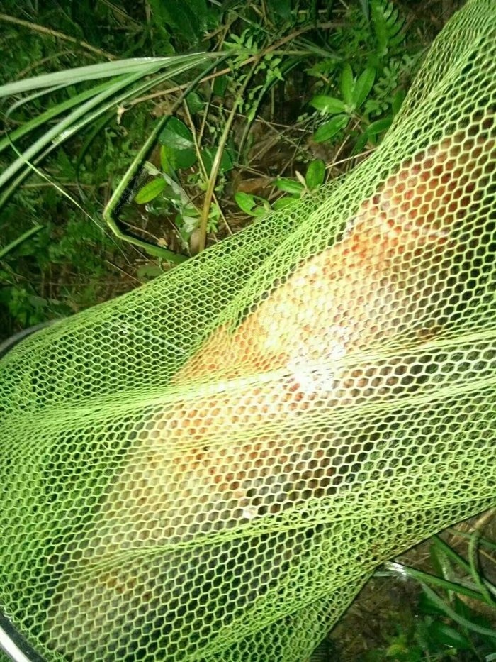 夜战武岗水库,老玉米加新鲜玉米打窝智擒巨物