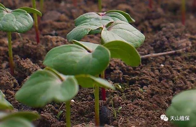 棉花四个生长时期氮磷钾吸收规律