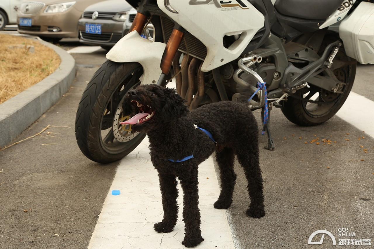 兄弟,我看你骨骼惊奇… 宝沃BX5游太极古城