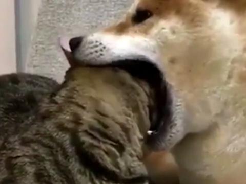 猫咪作死挑逗狗狗,狗狗张开大嘴咬住猫头,画面温馨又搞笑