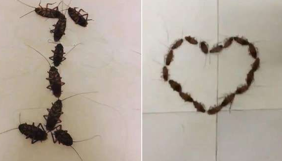 男生用蟑螂告白被拒绝小伙你长点心吧!