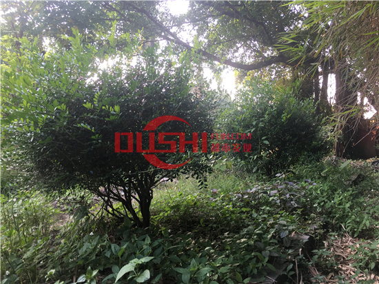 西丽湖度假村：千米画廊环湖而行