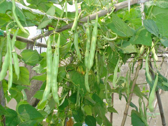 屋顶种菜：打造都市小菜园之 谈谈接茬这个技术活
