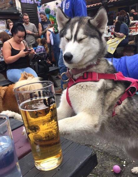 出门喝酒带上了哈士奇,上个厕所回来后笑蠢了