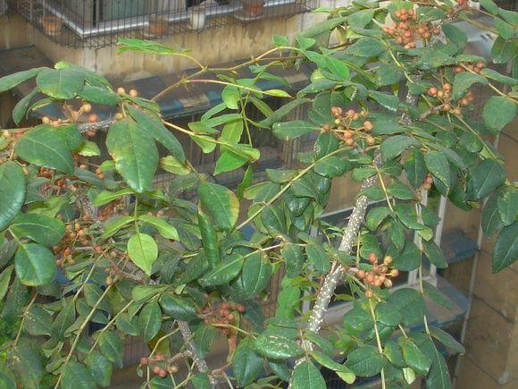 屋顶种菜：打造都市小菜园之 谈谈接茬这个技术活