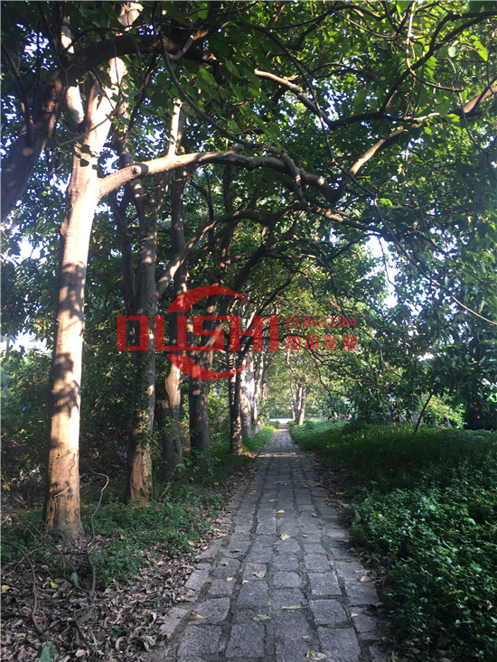 西丽湖度假村：千米画廊环湖而行