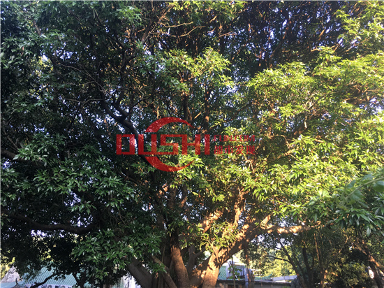 西丽湖度假村：千米画廊环湖而行