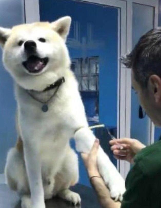 狗子打针不哭不闹不挣扎,吃瓜群众看了表示想抱走