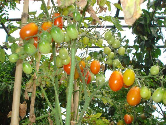 屋顶种菜：打造都市小菜园之 谈谈接茬这个技术活