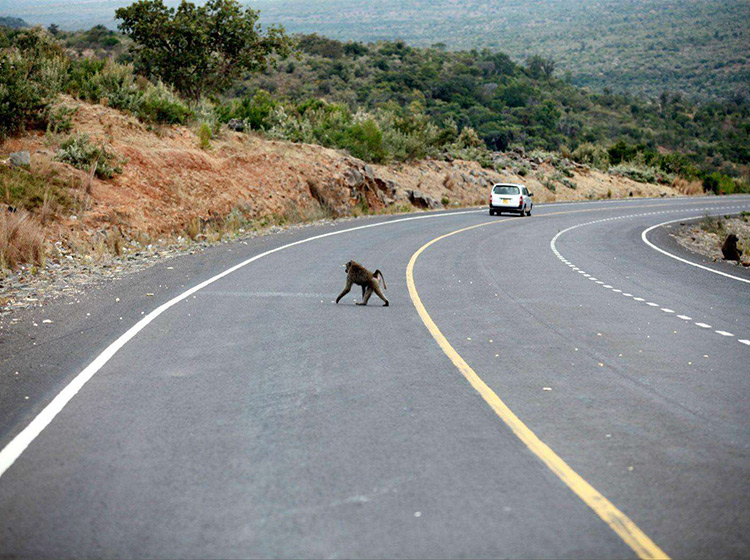 三只羊要了四条人命 高速上发生事故后到底该不该下车?