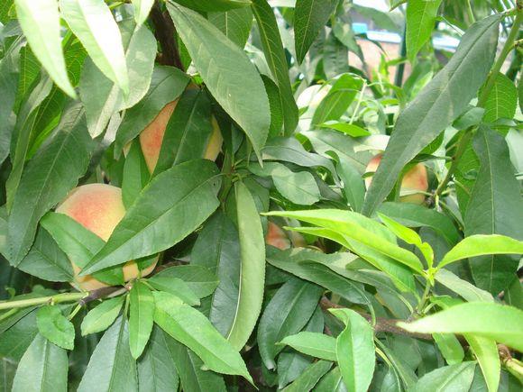 屋顶种菜：打造都市小菜园之 谈谈接茬这个技术活