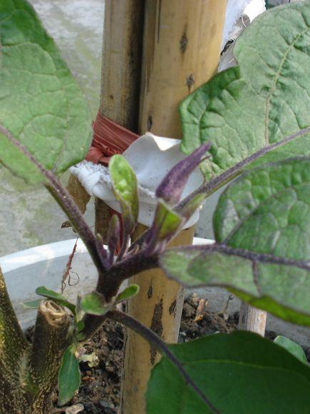 屋顶种菜：打造都市小菜园之 谈谈接茬这个技术活