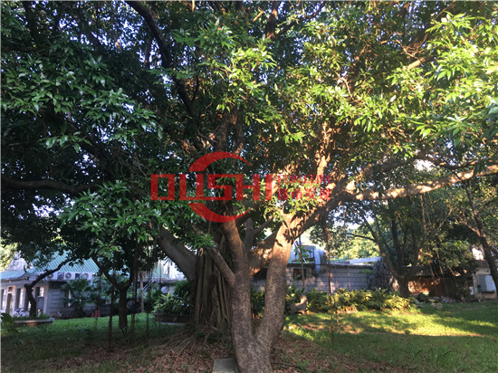 西丽湖度假村：千米画廊环湖而行