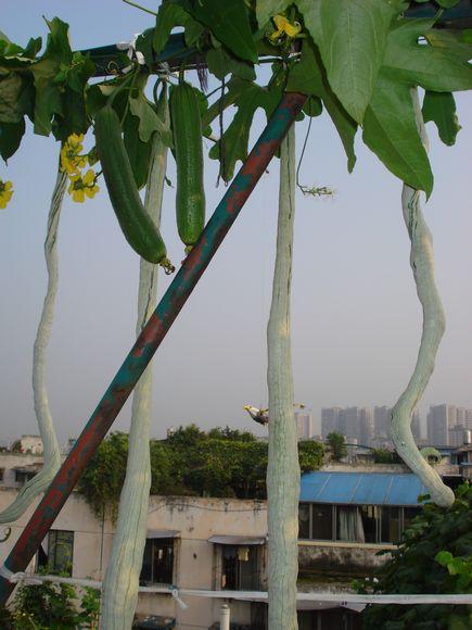 屋顶种菜：打造都市小菜园之 谈谈接茬这个技术活