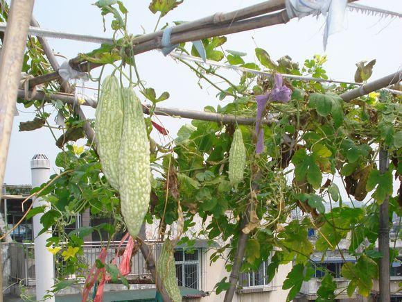 屋顶种菜：打造都市小菜园之 谈谈接茬这个技术活