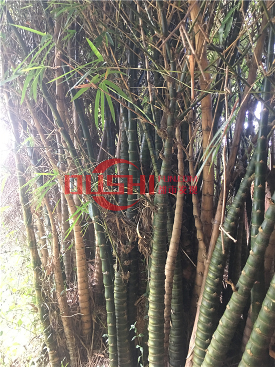西丽湖度假村：千米画廊环湖而行