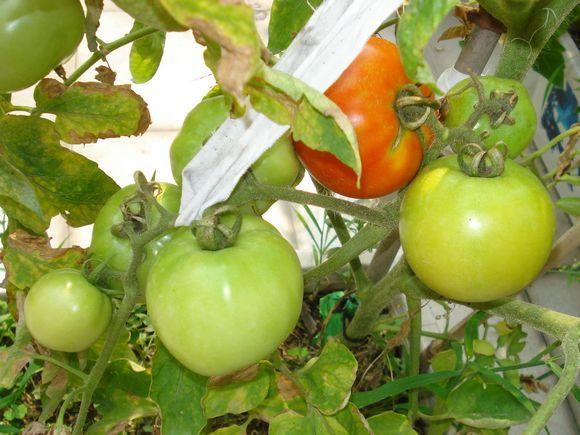 屋顶种菜：打造都市小菜园之 谈谈接茬这个技术活