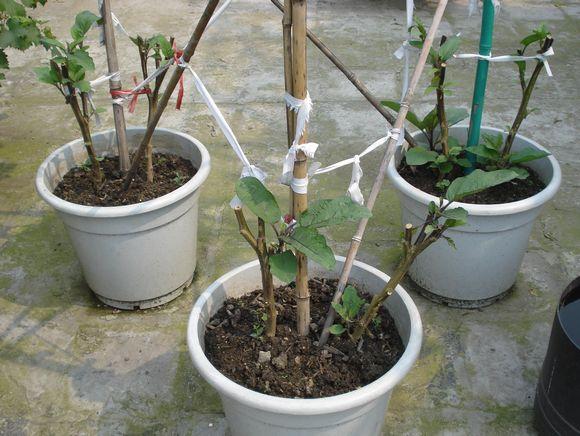 屋顶种菜：打造都市小菜园之 谈谈接茬这个技术活