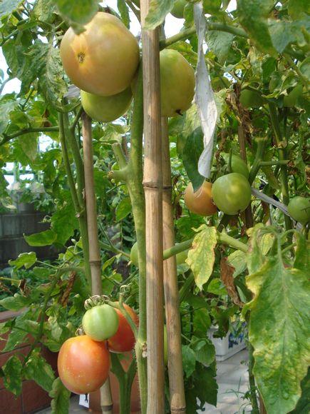 屋顶种菜：打造都市小菜园之 谈谈接茬这个技术活