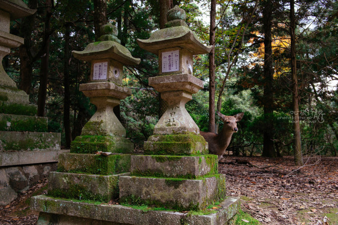 日本|奈良·秋天的童话