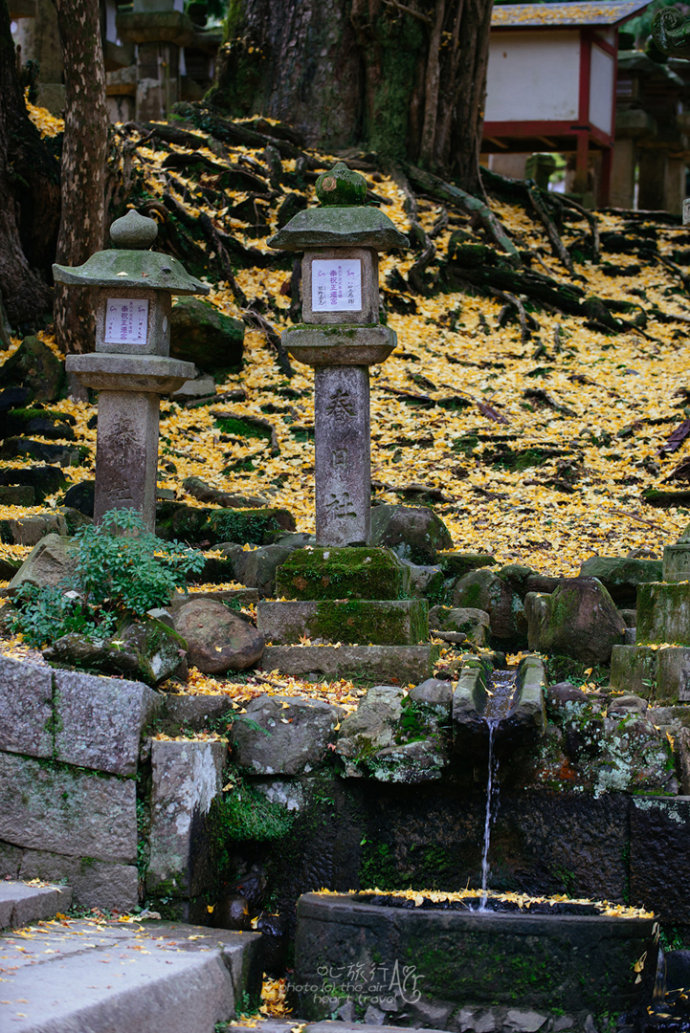 日本|奈良·秋天的童话