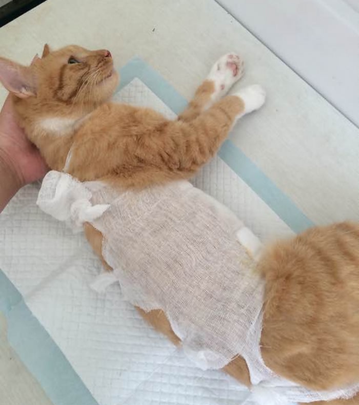 女主人带着猫咪做了绝育手术,没想到被猫咪报复,付出