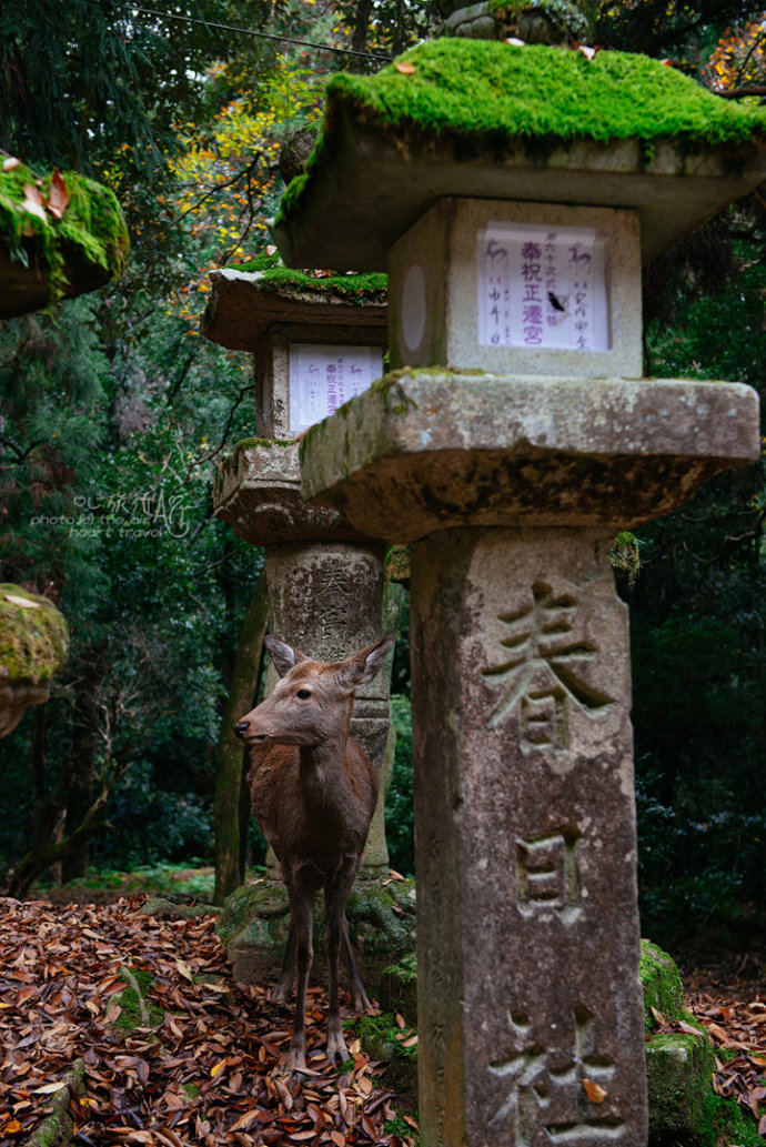 日本|奈良·秋天的童话