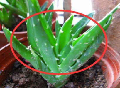 家里再穷也要养这3种花,不仅能净化空气,还可