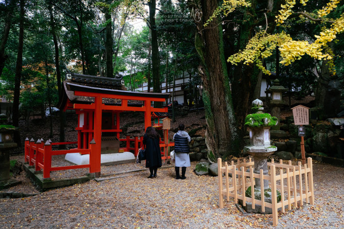 日本|奈良·秋天的童话