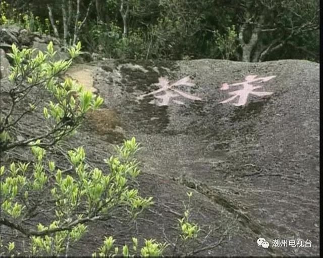 700岁潮州凤凰宋茶枯死将被制成标本