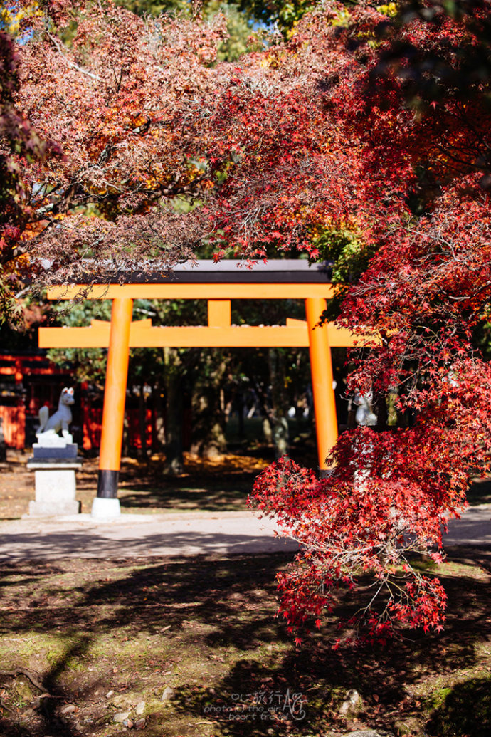 日本|奈良·秋天的童话