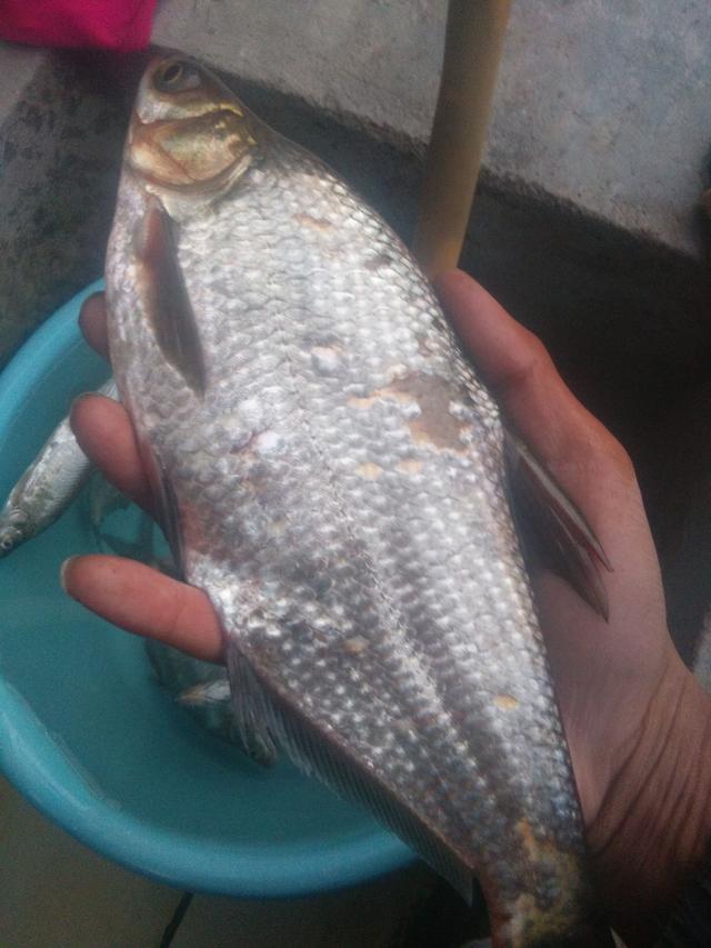 秋季钓草鳊鱼,竟然还能这样钓,分分钟就上鱼