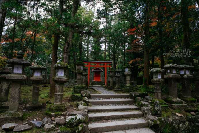 日本|奈良·秋天的童话