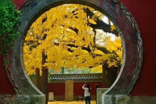 十大怪——浮来山天下银杏第一树的故事
