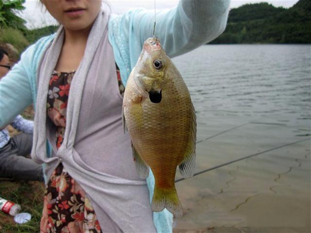 在南部地区河沟泛滥的太阳鱼,短短几小时就能钓入口袋好几条