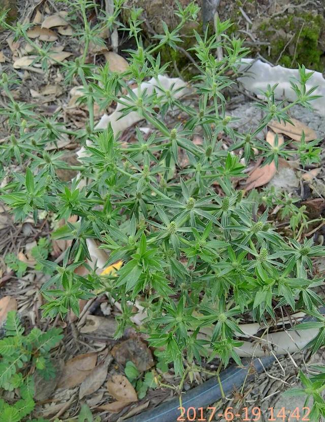农村这16种常见的中草药,有你认识的吗?太全了