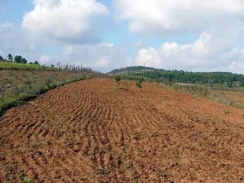 农村土地承包法修正案草案:土地经营权可以抵