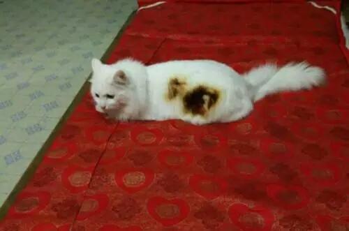 猫咪坐在暖炉边取暖,雪白的毛被烤糊了!难过的眼泪要出来了
