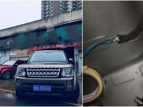 百万豪车路虎因一只老鼠, 最后被拆得只剩空壳, 车主表示苦不堪言