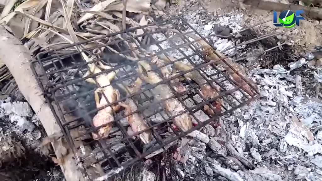 柬埔寨水肥鱼多,两个小男孩在田里捡到很多大鲶鱼