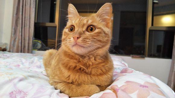 橘猫跳楼,自己没事却把人车给砸了,主人赔偿1