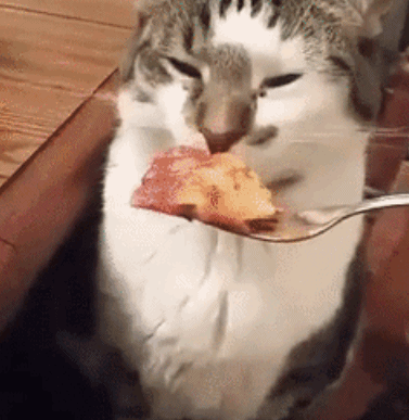 主人给猫咪喂饭,可猫咪闻了一下后,这表情真是绝了