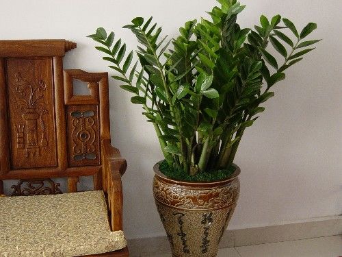 家中必备的4种风水植物，让你财源滚滚、家庭和睦