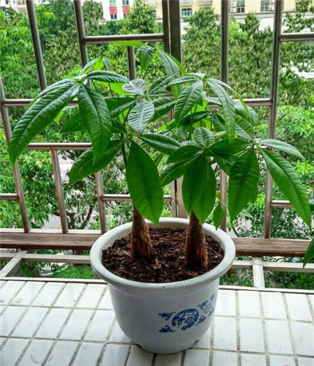 家中必备的4种风水植物，让你财源滚滚、家庭和睦
