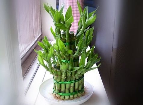 家中必备的4种风水植物，让你财源滚滚、家庭和睦