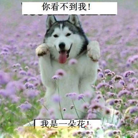 当你养了一只哈士奇那样的傻狗,看表情都觉得
