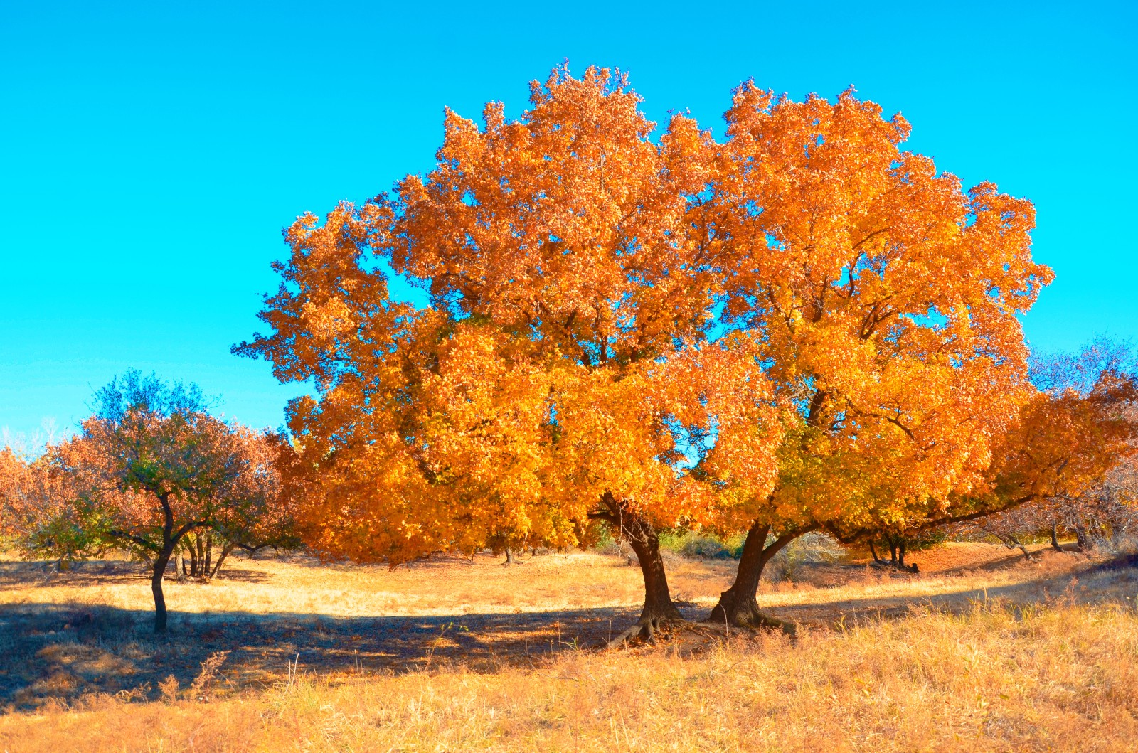 秋天的枫树美翻了,秋天的枫树美疯了_新浪看点
