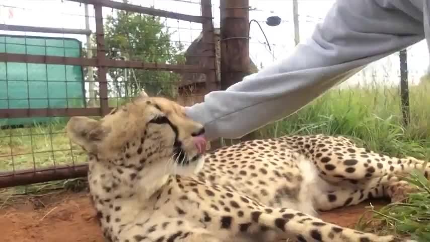 猎豹以为自己是猫,每天和主人形影不离,连睡觉都在一起